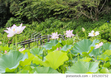 Hydrangea and Hass in full bloom Hydrangea and Hass in full bloom 105283732