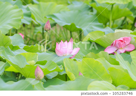 繡球花和哈斯盛開 105283746