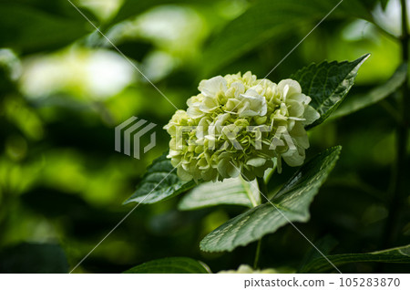 黃綠色繡球花 黃綠色繡球花 105283870