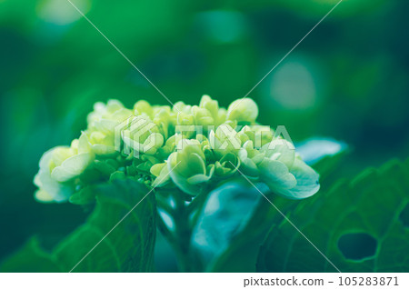 繡球花開始綻放 繡球花開始綻放 105283871