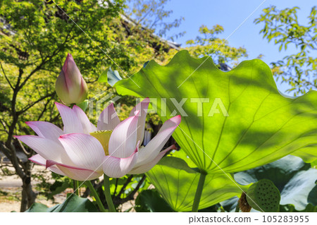 高田元山千壽寺盛開的哈斯 高田元山千壽寺盛開的哈斯 105283955