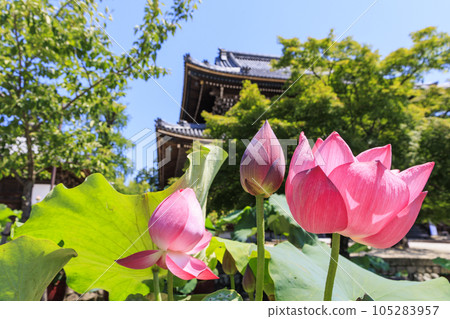 高田元山千壽寺盛開的哈斯 105283957