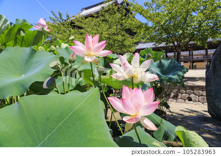 Hass blooming at Senjuji Temple in Takada Motoyama 105283963