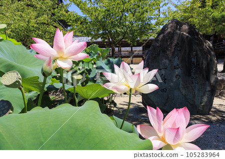 高田元山千壽寺盛開的哈斯 105283964