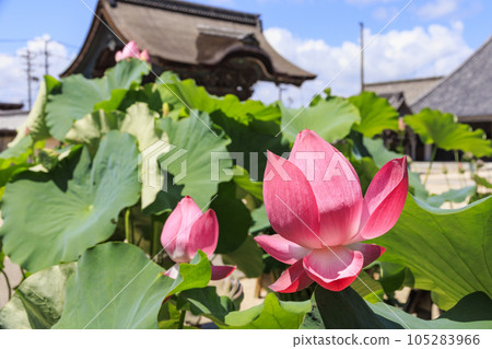Hass blooming at Senjuji Temple in Takada Motoyama 105283966