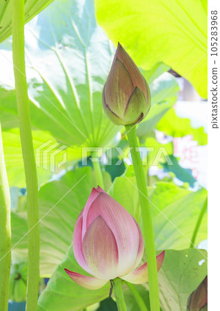 高田元山千壽寺盛開的哈斯 高田元山千壽寺盛開的哈斯 105283968