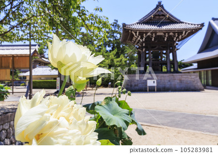 高田元山千壽寺盛開的哈斯 105283981