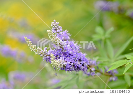 Carrot carrot 105284430