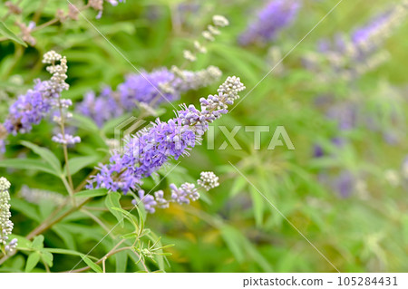 Carrot carrot 105284431