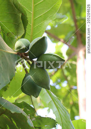 Terminalia catappa on tree in nursery 105284626