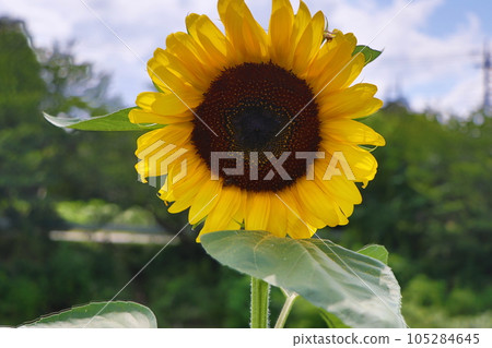 Sunflower flowers Sunflower flowers 105284645