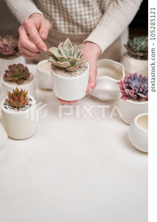 Woman holding Echeveria Succulent house plant in a pot Woman holding Echeveria Succulent house plant in a pot 105285121