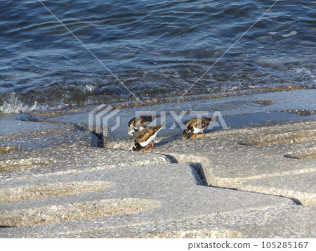 凱見川海灘岸邊出現了一隻美麗的小鳥 105285167