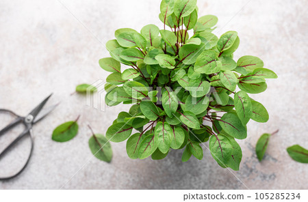A pot with fresh sorrel microgreens A pot with fresh sorrel microgreens 105285234