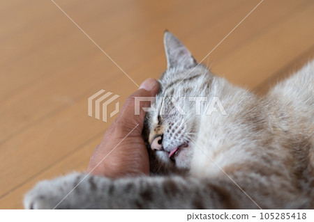 pet the cat 105285418
