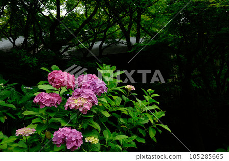 八仙花屬視域風景 八仙花屬視域風景 105285665