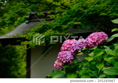 八仙花屬視域風景 八仙花屬視域風景 105285667