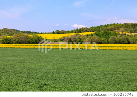 北海道安平市山上油菜花盛開 [5 月] 105285742