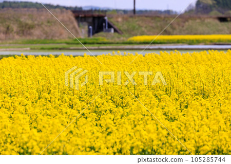 北海道安平町，盛開的油菜花田[5月] 105285744