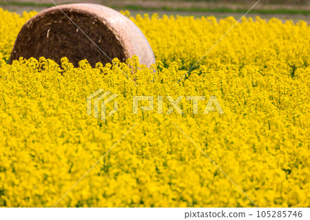 北海道安平町，油菜花盛開的田野和牧場卷 [5 月] 105285746