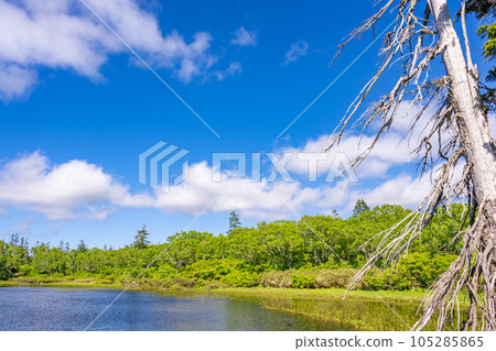 新森沼澤 105285865