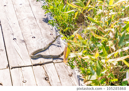 Shinsen-numa promenade boardwalk snake viper Shinsen-numa promenade boardwalk snake viper 105285868