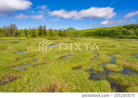 Shinsenuma Mogara 105285873