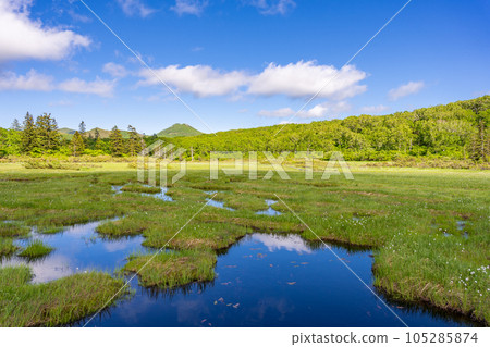 Shinsenuma Mogara 105285874