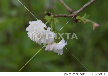 盛開櫻花在新竹,台灣. 105285901
