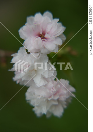 盛開櫻花在新竹,台灣. 105285904