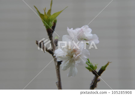 盛開櫻花在新竹,台灣. 盛開櫻花在新竹,台灣. 105285908