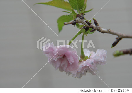 盛開櫻花在新竹,台灣. 105285909