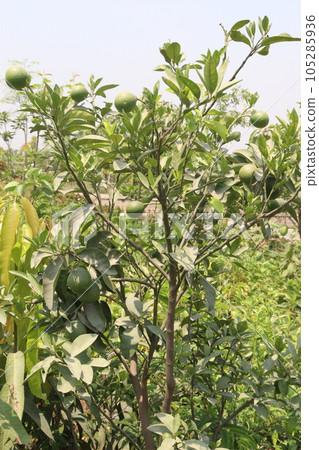 citrus on tree in farm for harvest 105285936