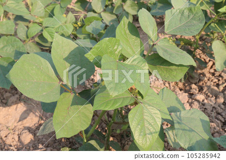 mung bean on tree in farm mung bean on tree in farm 105285942