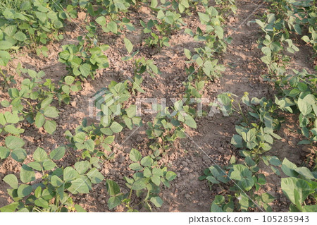 mung bean on tree in farm mung bean on tree in farm 105285943