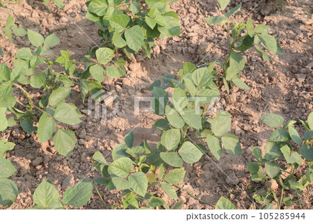 mung bean on tree in farm mung bean on tree in farm 105285944