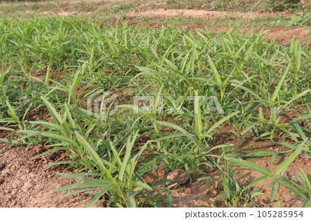 Water spinach farm for harvest 105285954