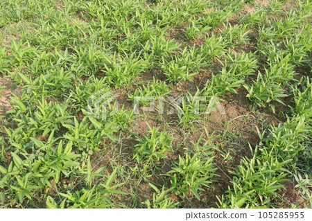 Water spinach farm for harvest 105285955