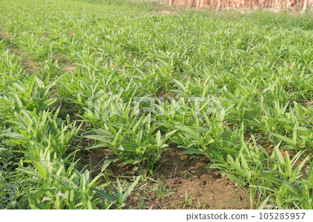Water spinach farm for harvest Water spinach farm for harvest 105285957