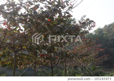 Terminalia catappa tree plant on nursery Terminalia catappa tree plant on nursery 105285973