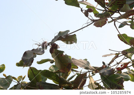 Terminalia catappa tree plant on nursery Terminalia catappa tree plant on nursery 105285974