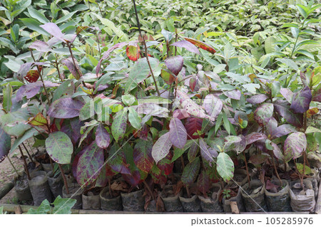 Terminalia catappa tree plant on nursery 105285976