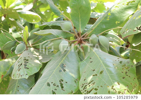Terminalia catappa tree plant on nursery Terminalia catappa tree plant on nursery 105285979