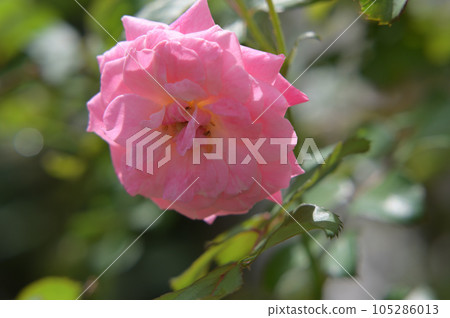 玫瑰花,拍攝影於新竹,台灣 玫瑰花,拍攝影於新竹,台灣 105286013