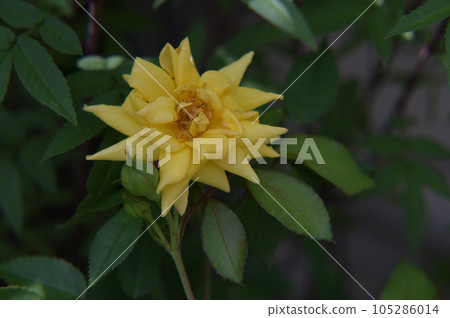 玫瑰花,拍攝影於新竹,台灣 玫瑰花,拍攝影於新竹,台灣 105286014