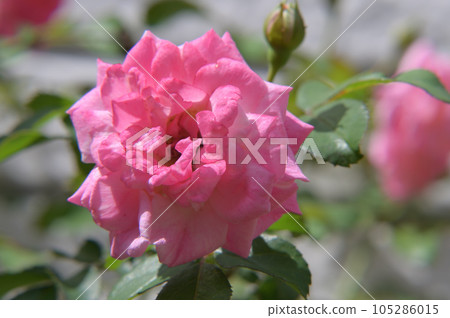 玫瑰花,拍攝影於新竹,台灣 105286015