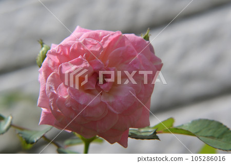 玫瑰花,拍攝影於新竹,台灣 105286016
