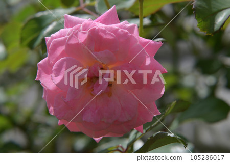 玫瑰花,拍攝影於新竹,台灣 玫瑰花,拍攝影於新竹,台灣 105286017