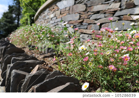 英國,溫德米爾,石牆上的花壇 英國,溫德米爾,石牆上的花壇 105286039