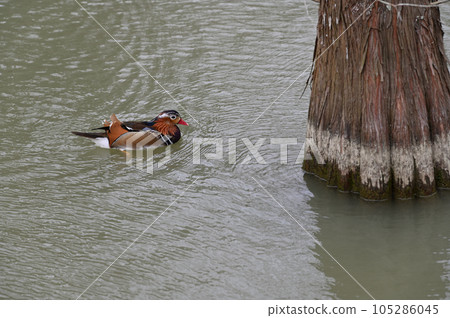 鴛鴦(Aix galericulata)在台灣。 105286045